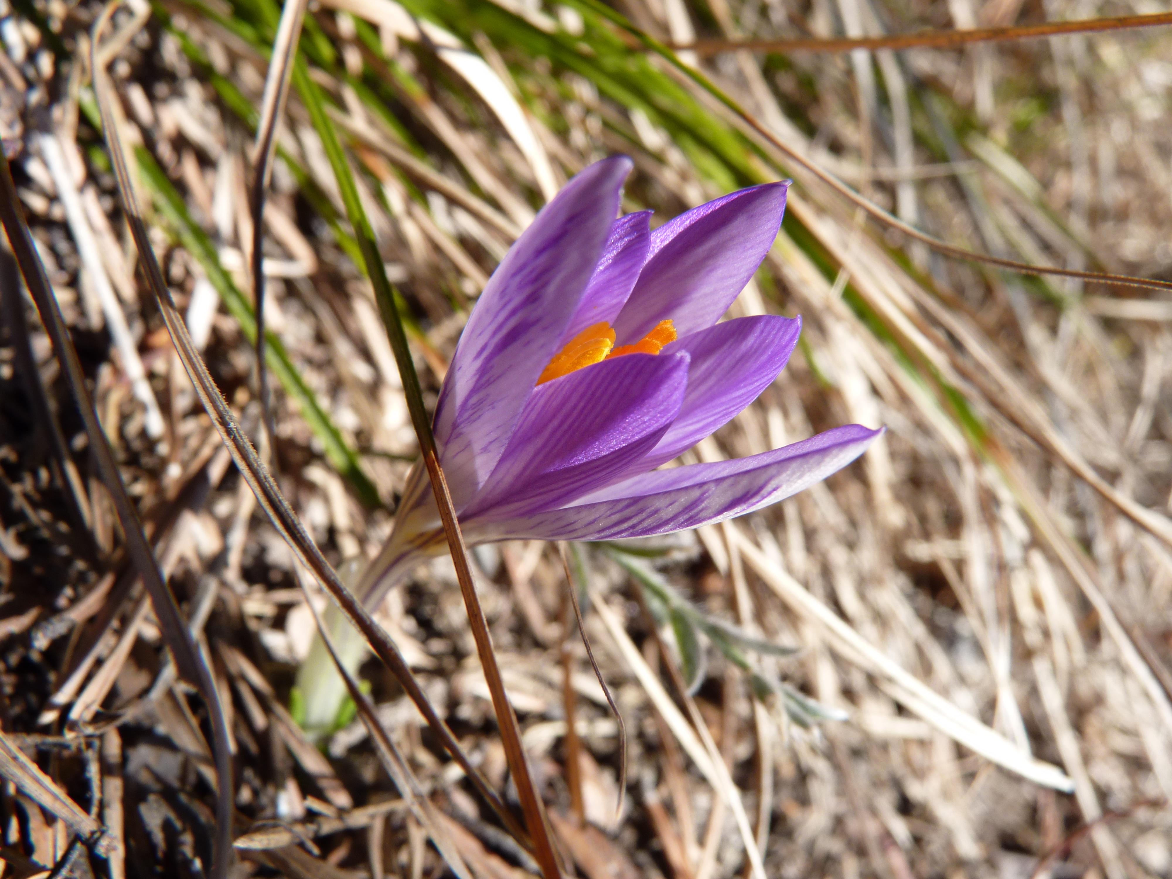 fleur violette | Des cailloux sous les pattes
